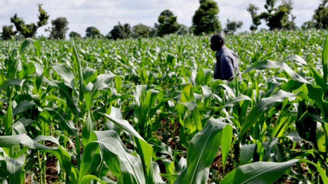 Agric Stakeholders, Farmers&#8217; Agenda for New Administration